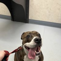 Pet Hospital of Willoughby ico