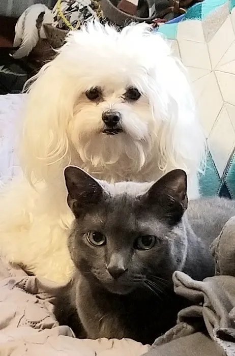 Pet Hospital of Willoughby Picture 6