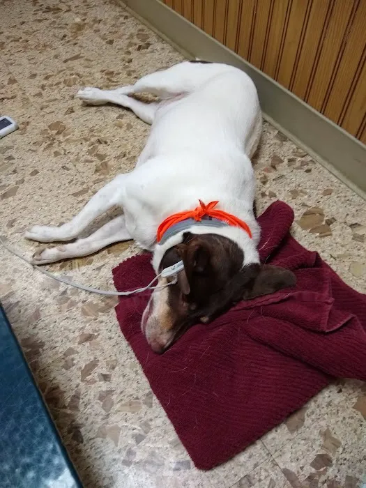 Meadowlands Veterinary Center Picture 8