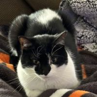 Banfield Pet Hospital ico