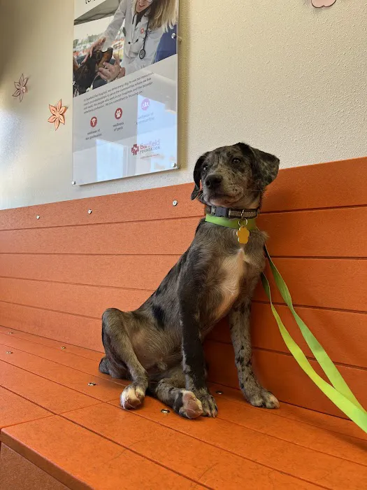 Banfield Pet Hospital Picture 6