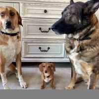 Eastwillow Pet Hospital ico