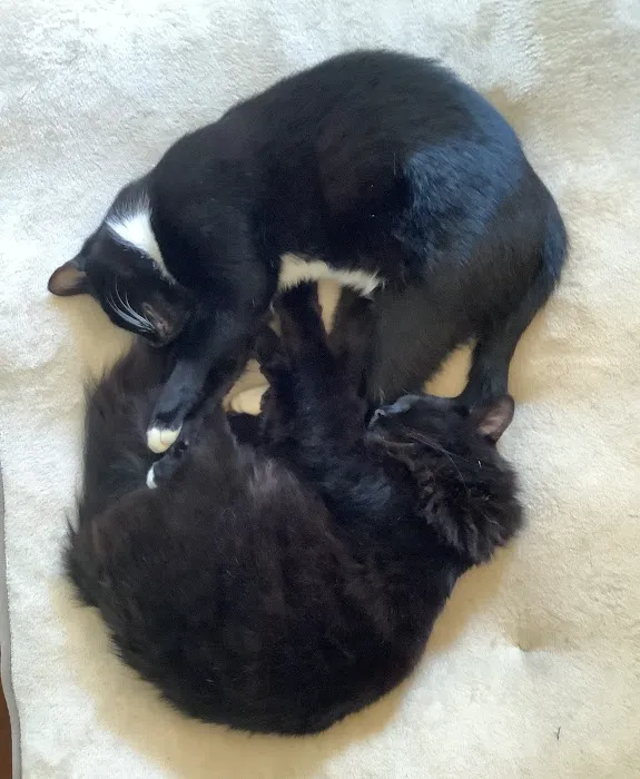 Midwest Veterinary Hospital Picture 5