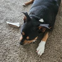 305 Animal Hospital ico