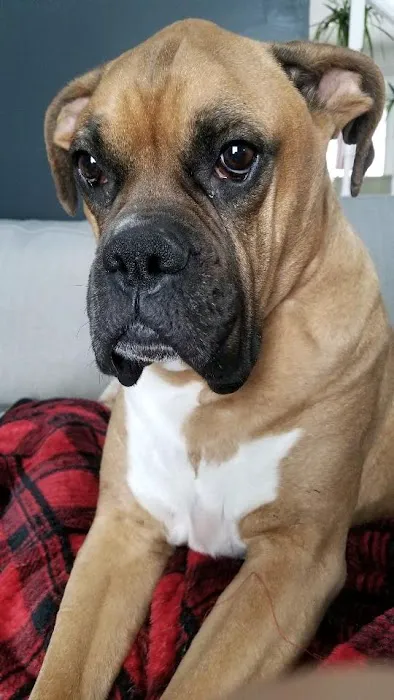 305 Animal Hospital Picture 3