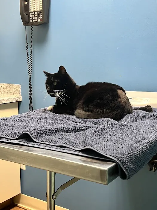 305 Animal Hospital Picture 9