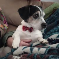 Willow Run Veterinary Clinic ico