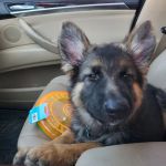 VIP Petcare Vaccination Clinic