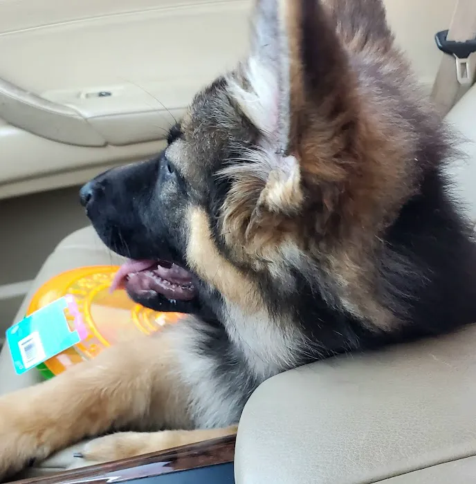 VIP Petcare Vaccination Clinic Picture 2