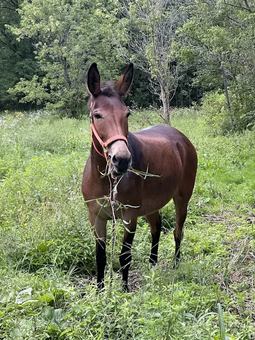 Vermont Large Animal Clinic Picture 1