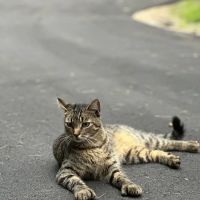 Village Veterinary Clinic ico