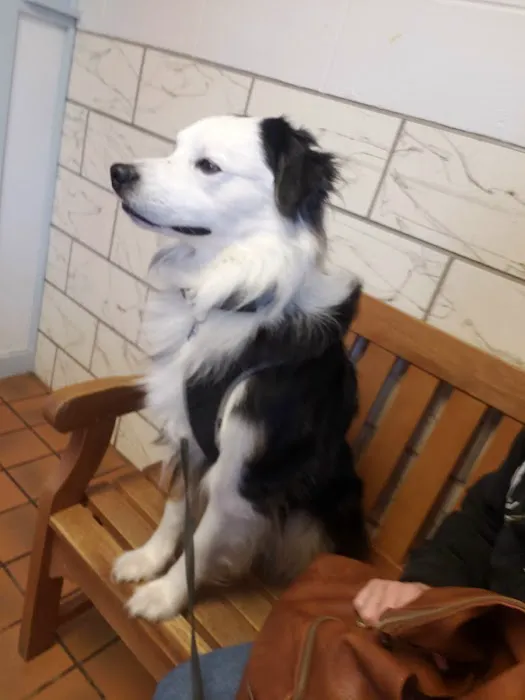 Salmon Falls Animal Hospital Picture 1
