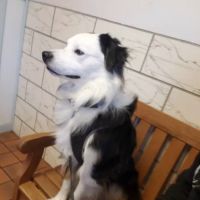 Salmon Falls Animal Hospital ico