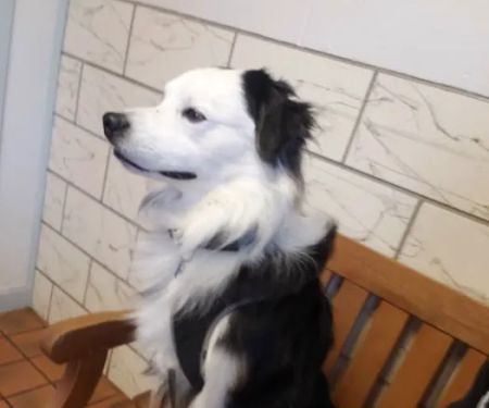 Salmon Falls Animal Hospital