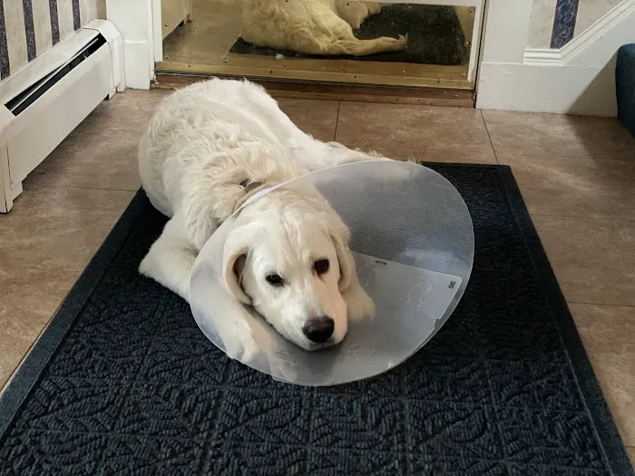 Veterinary Emergency, Critical Care & Referral Center Picture 1