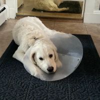 Veterinary Emergency, Critical Care & Referral Center ico