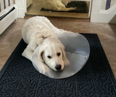 Veterinary Emergency, Critical Care & Referral Center