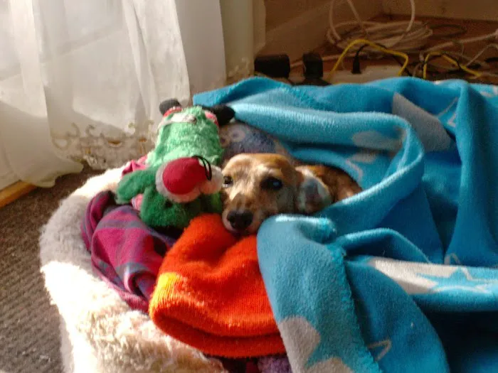 Veterinary Emergency, Critical Care & Referral Center Picture 5