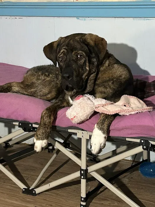 Veterinary Emergency, Critical Care & Referral Center Picture 6