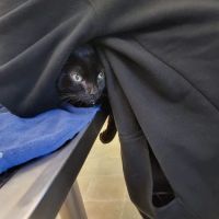 VCA Animal Medical Center ico