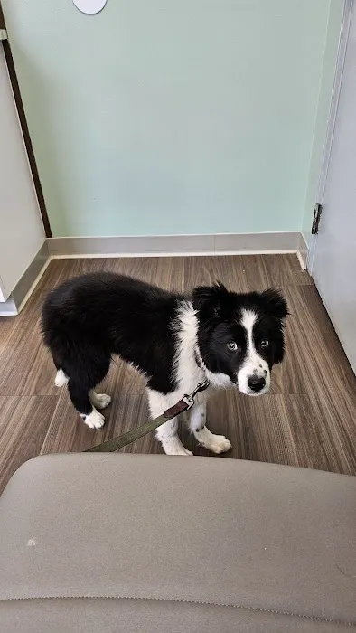 VCA Animal Medical Center Picture 5