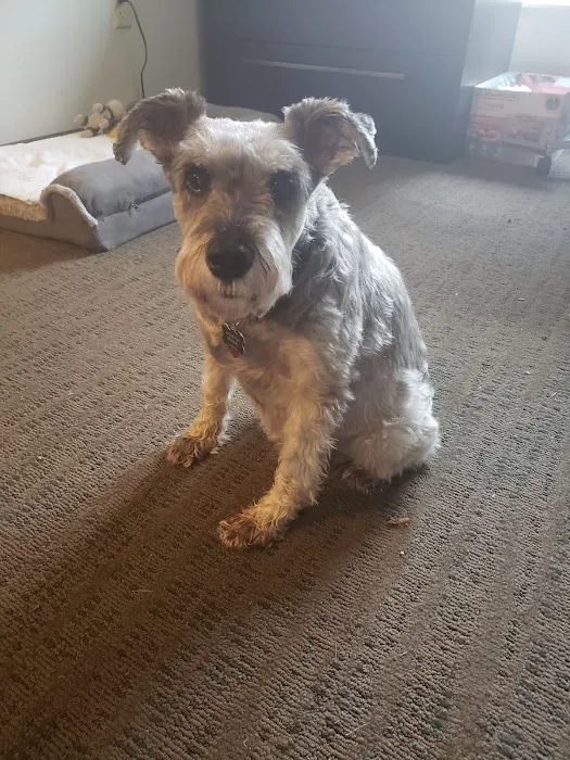VCA Animal Medical Center Picture 8
