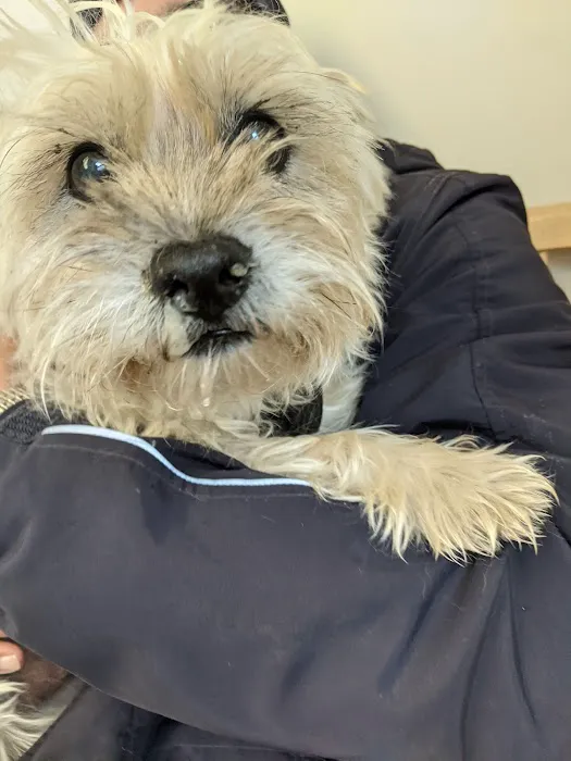 VCA Animal Medical Center Picture 7