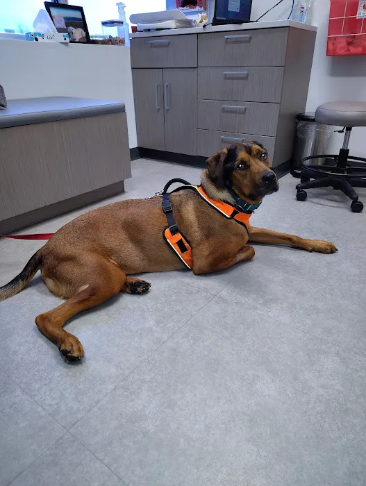 Port City Veterinary Referral Hospital Picture 2