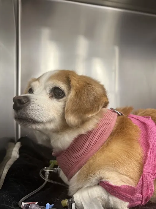 Port City Veterinary Referral Hospital Picture 1