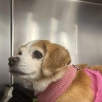 Port City Veterinary Referral Hospital ico