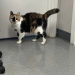 Mitchell Animal Hospital, PLLC