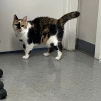 Mitchell Animal Hospital, PLLC ico