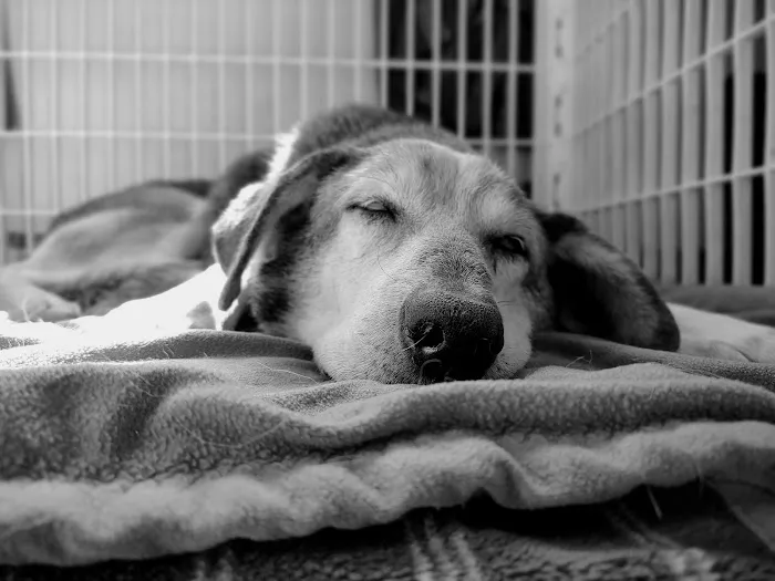 Mitchell Animal Hospital, PLLC Picture 10