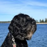 The Holistic Animal Healing Clinic