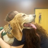 Plaistow-Kingston Animal Medical Center ico
