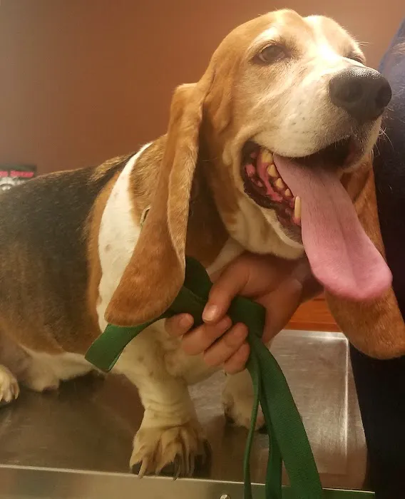 Plaistow-Kingston Animal Medical Center Picture 2