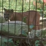 Gray Animal Center