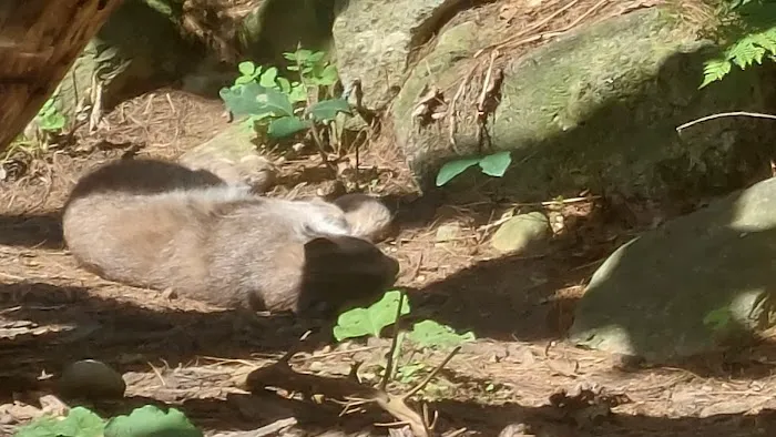 Gray Animal Center Picture 4
