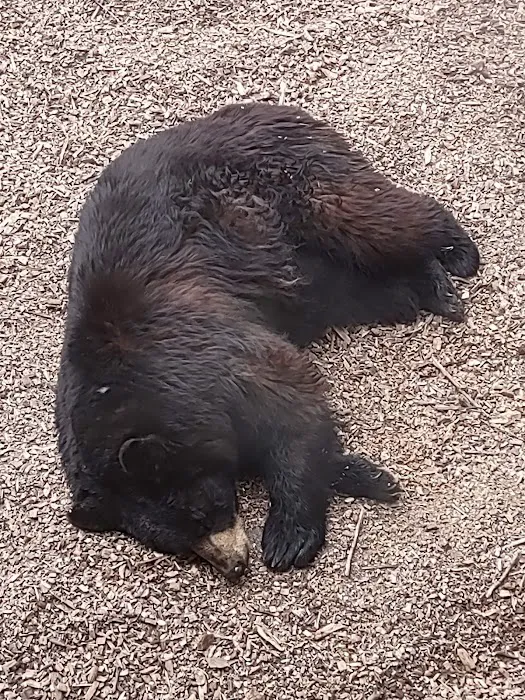 Gray Animal Center Picture 8