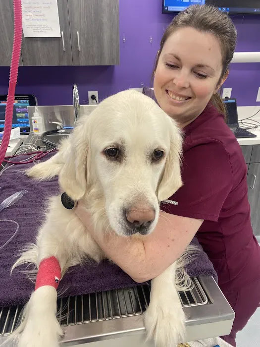 Mainely Veterinary Dentistry Picture 3