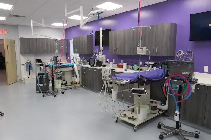 Mainely Veterinary Dentistry Picture 4
