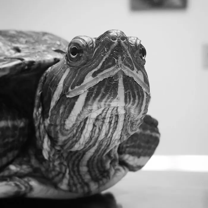 Animal Hospital of South Gorham Picture 7