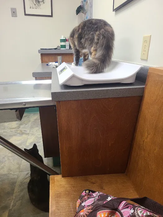 Animal Hospital of South Gorham Picture 10