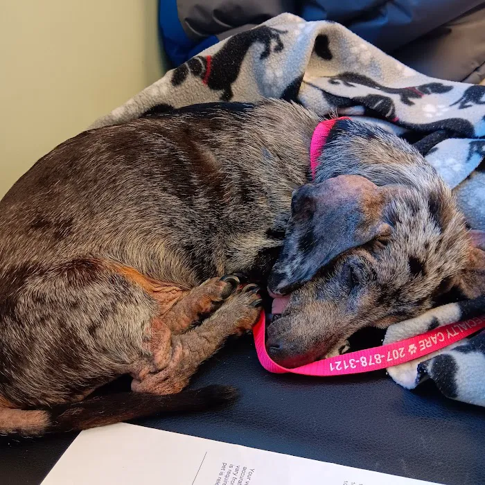 Tender Touch Veterinary Hospital Picture 2