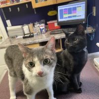 Pine Point Animal Hospital: Barksdale Ann DVM, Erswell Katie DVM ico