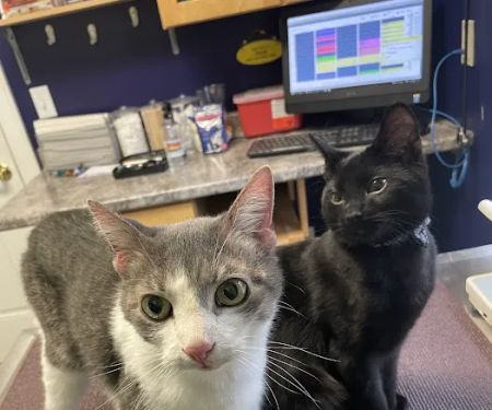 Pine Point Animal Hospital: Barksdale Ann DVM, Erswell Katie DVM