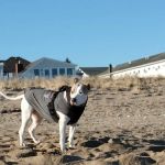 Pine Point Animal Hospital