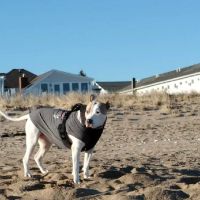 Pine Point Animal Hospital ico