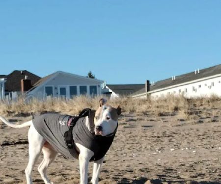 Pine Point Animal Hospital