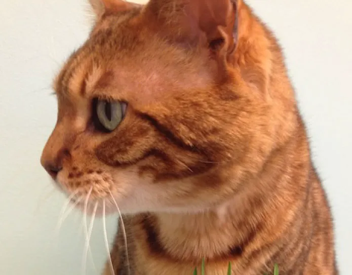 Animal Hospital of Saco Picture 1